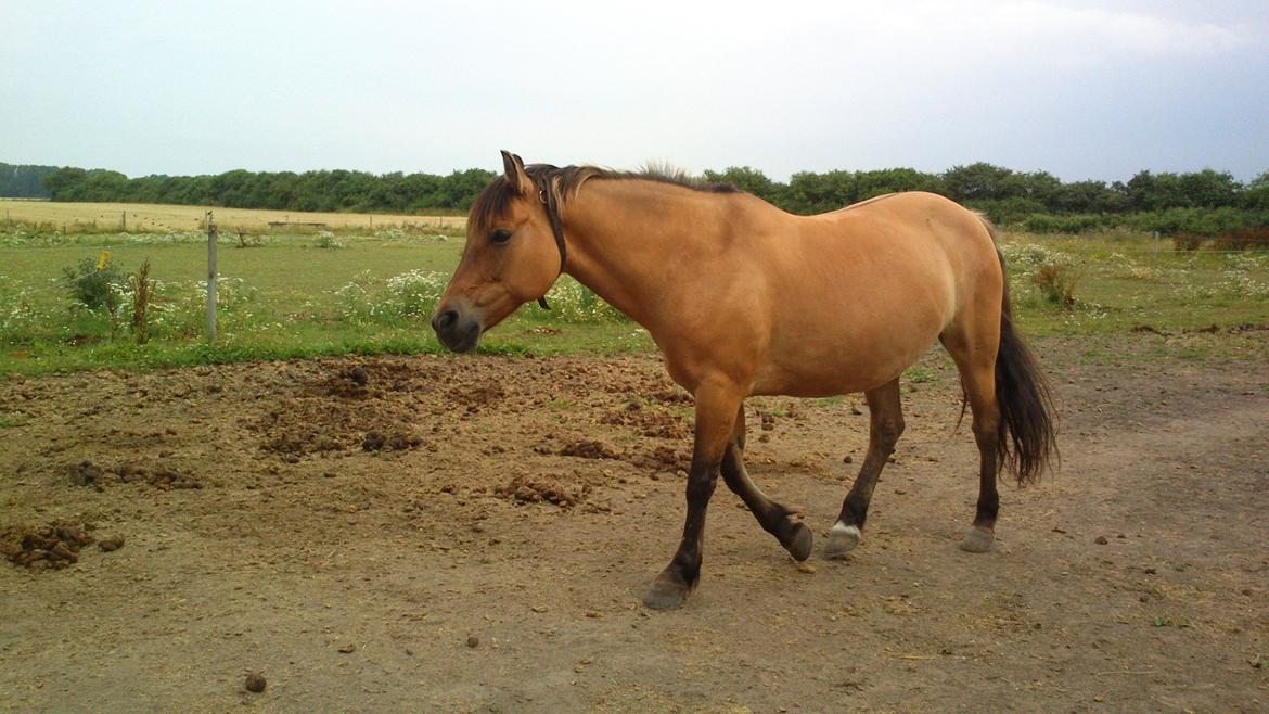 Anden særlig race La Chevalle billede 13
