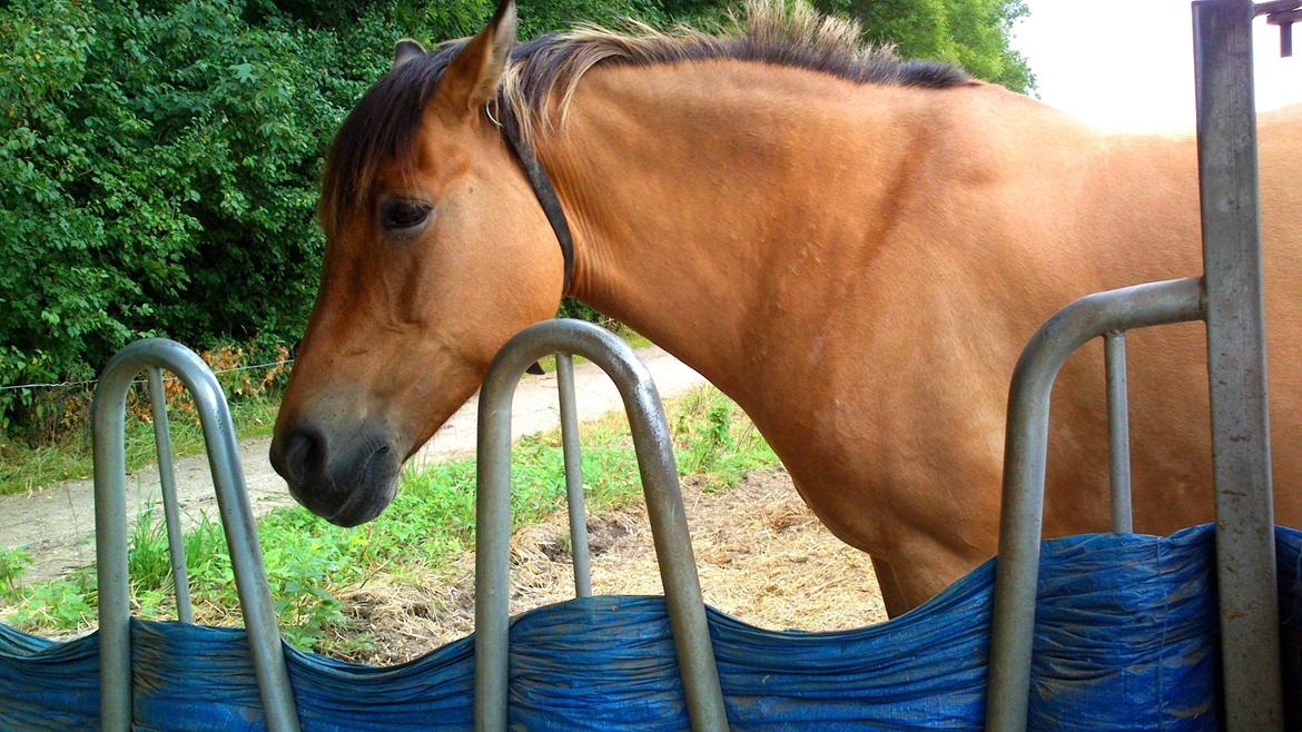 Anden særlig race La Chevalle billede 14