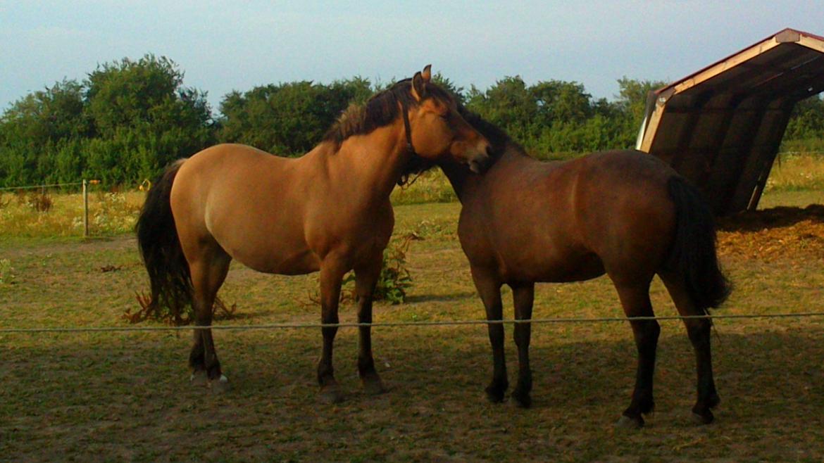 Anden særlig race La Chevalle - Valle og søde Aska :) billede 15