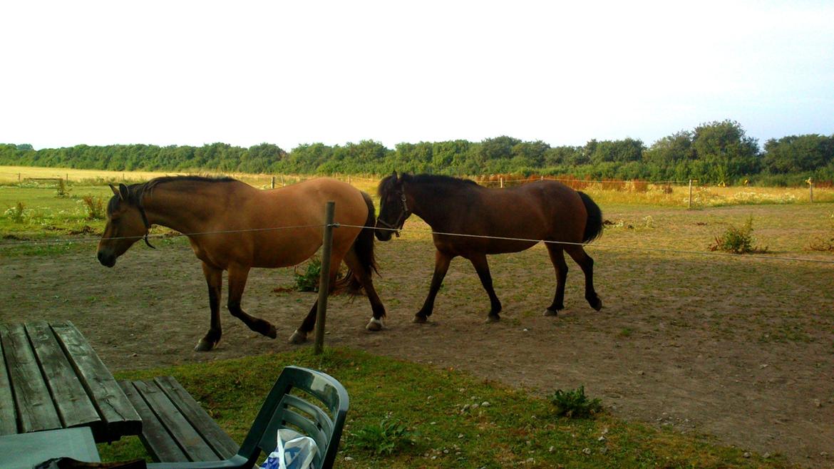 Anden særlig race La Chevalle billede 16