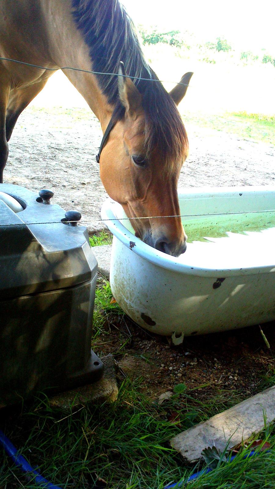 Anden særlig race La Chevalle billede 17