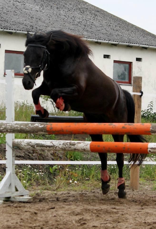 Anden særlig race smilla billede 3