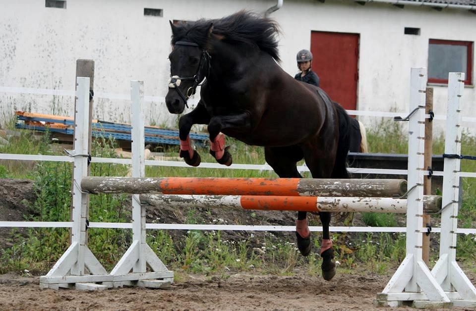 Anden særlig race smilla billede 4