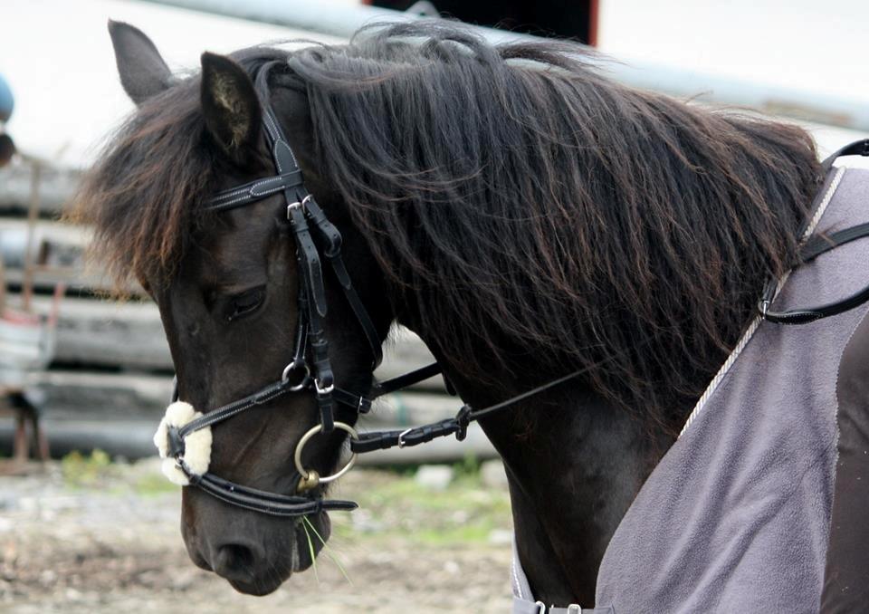 Anden særlig race smilla billede 6