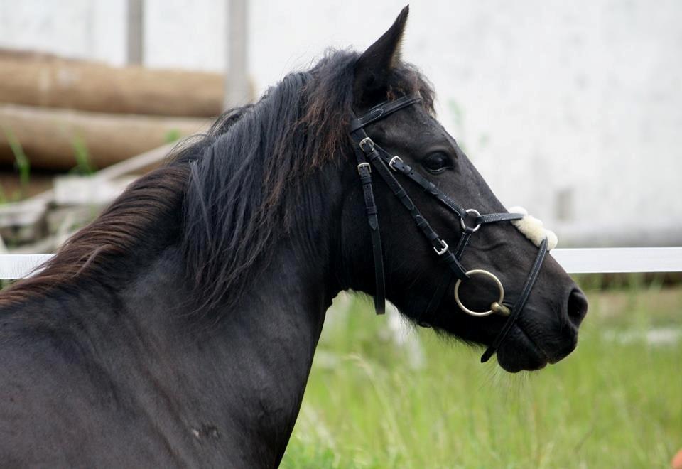 Anden særlig race smilla billede 7