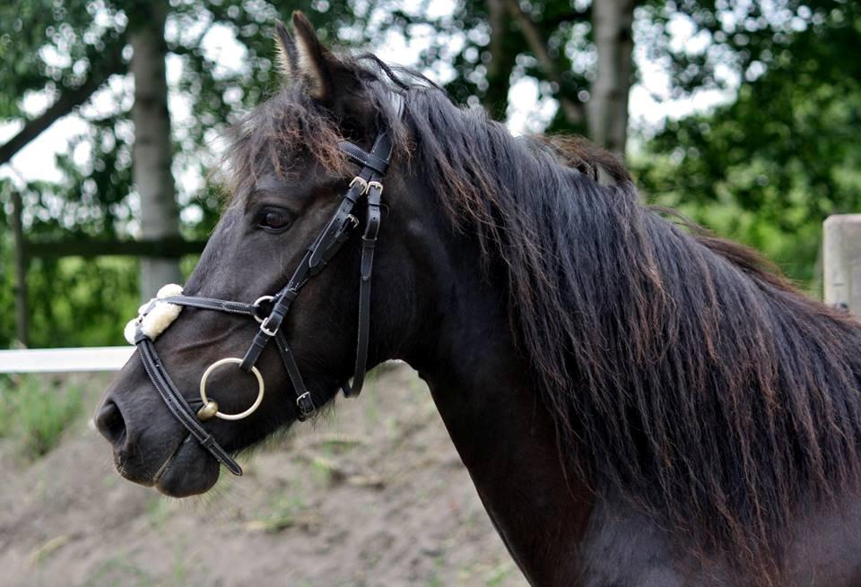 Anden særlig race smilla billede 8