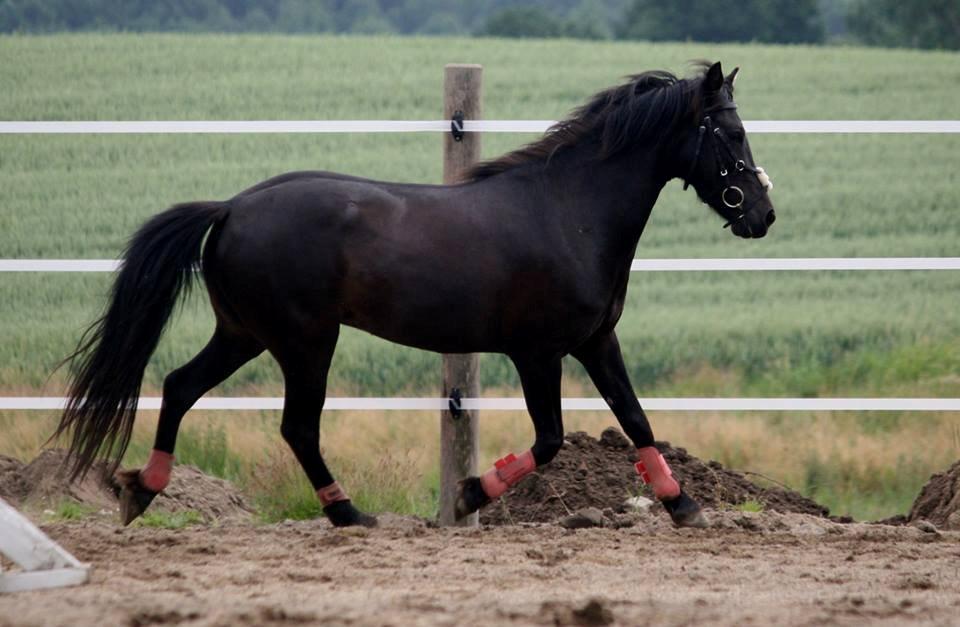 Anden særlig race smilla billede 9