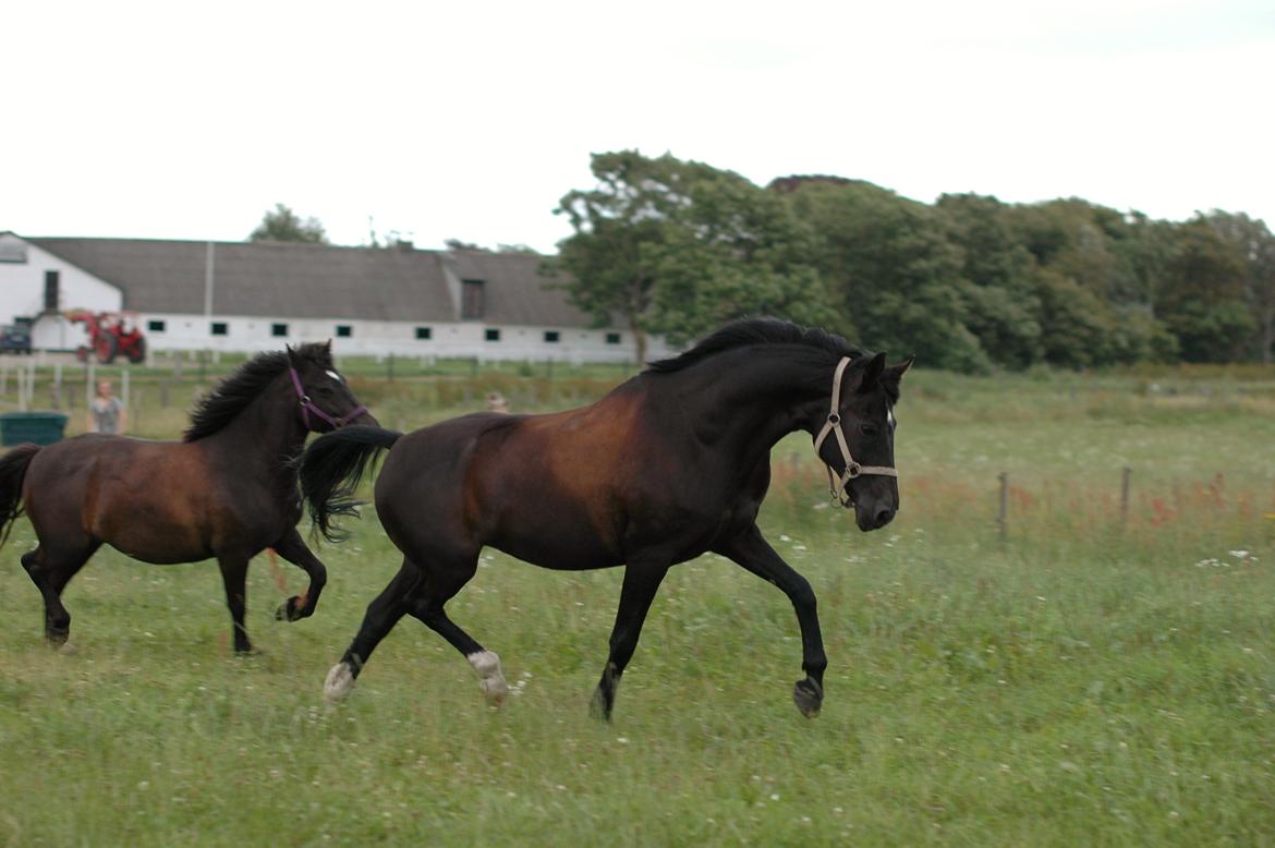 Hollandsk Sportspony La-Petit Fleur billede 19