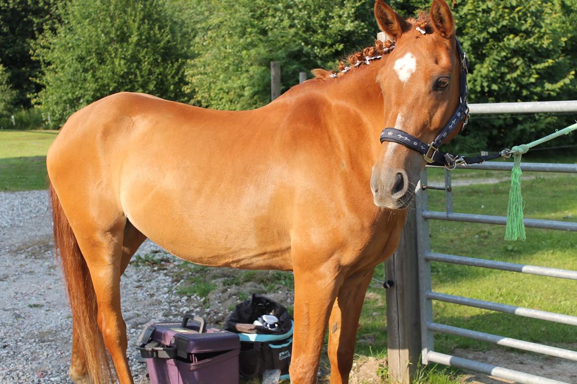 Anden særlig race Celina - Min smukke prinsesse til strigle konkurrence på ridelejren 2013. Foto: Mig. 7/7 2013 billede 10