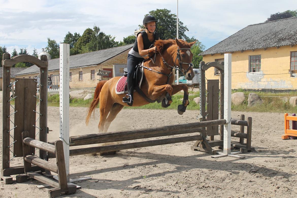 Anden særlig race Celina - Springning på Dutterup :-) Foto: Felippa. 29/7 2013 billede 6