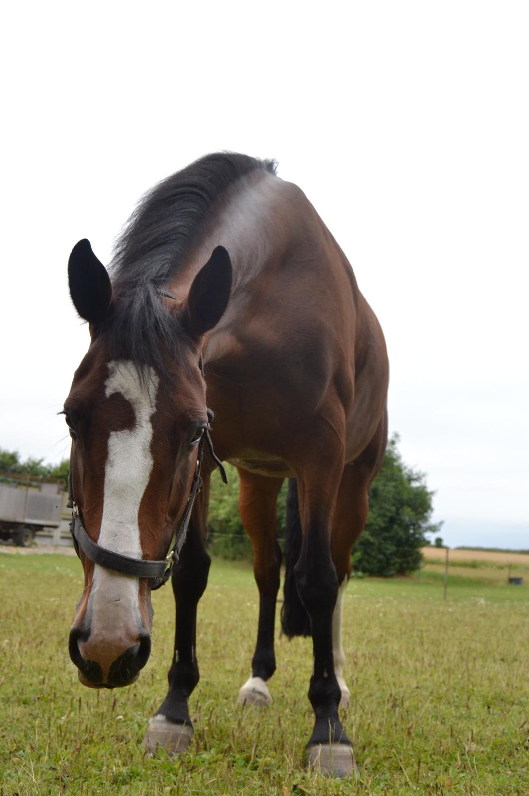 Hollandsk Varmblod Zorbella billede 5