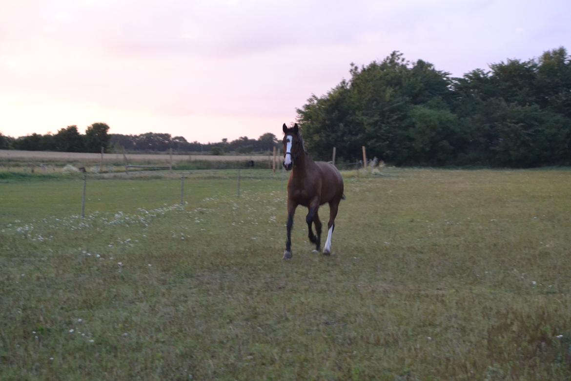 Hollandsk Varmblod Zorbella - Den dag hun kom, kommer allerede galopperende når man kalder! billede 8