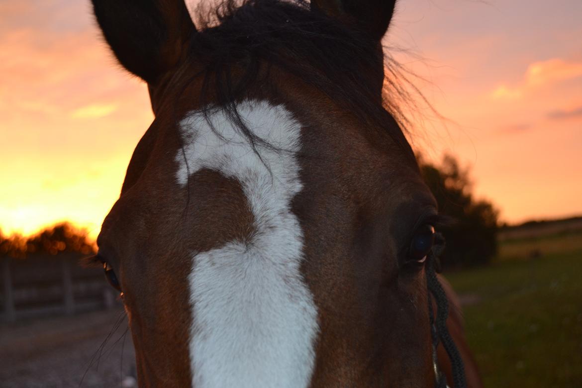 Hollandsk Varmblod Zorbella billede 11