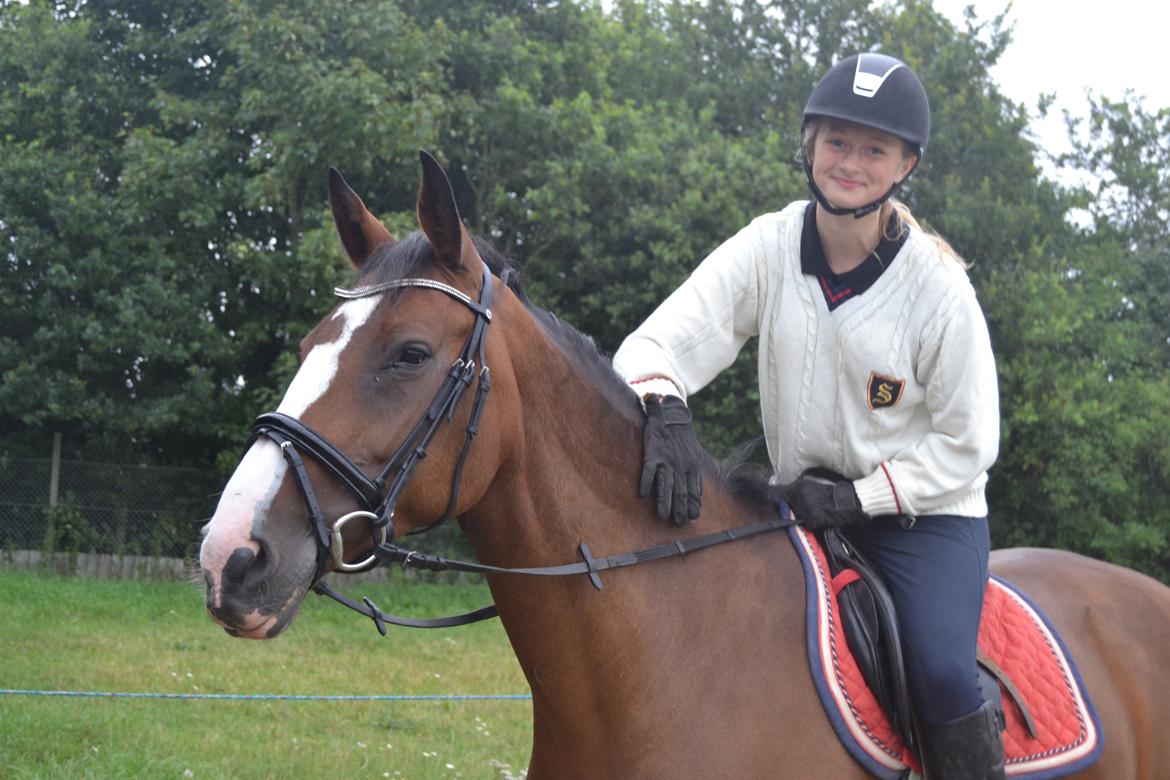 Hollandsk Varmblod Zorbella - Dejligste Bella! <3 billede 1