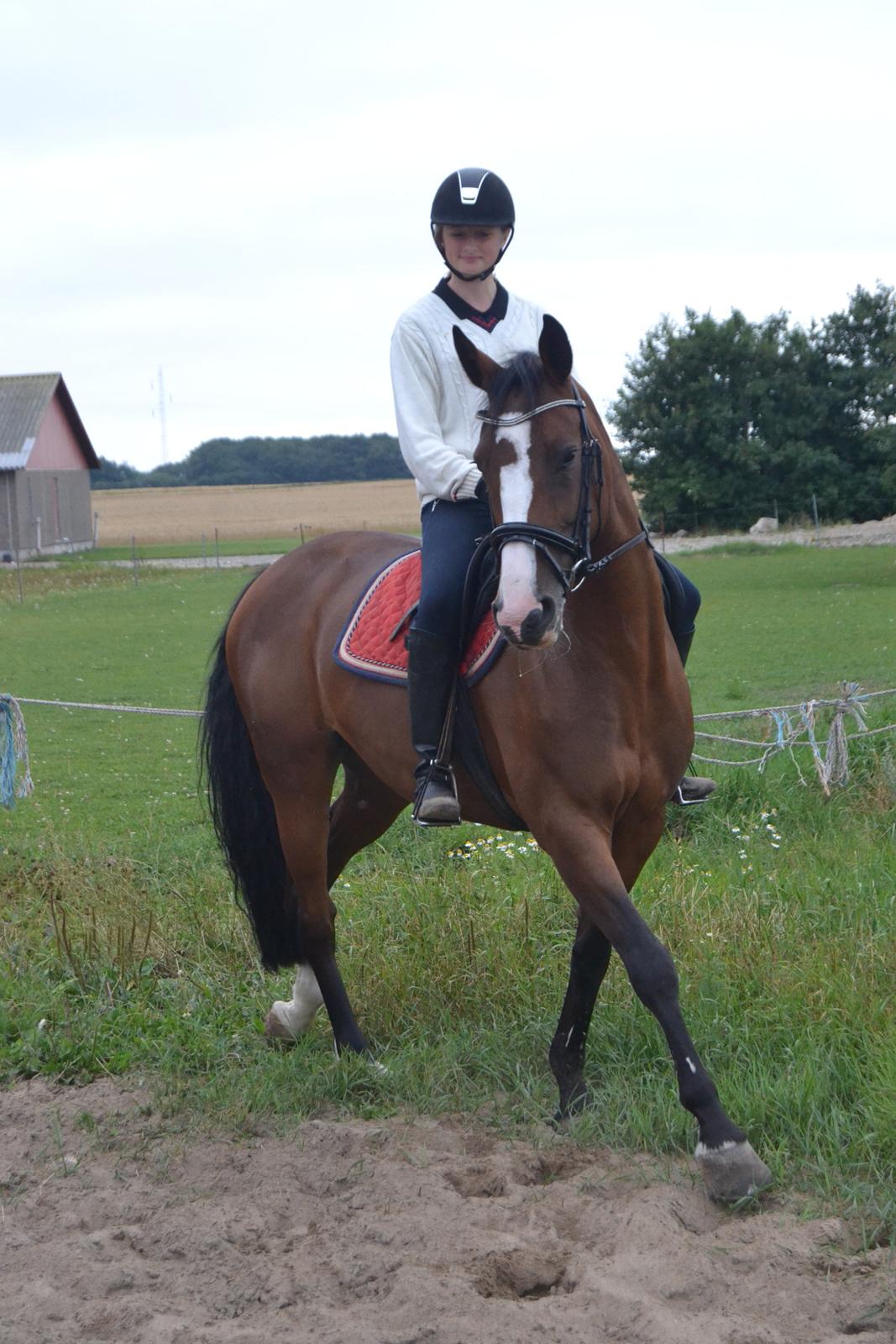 Hollandsk Varmblod Zorbella billede 12