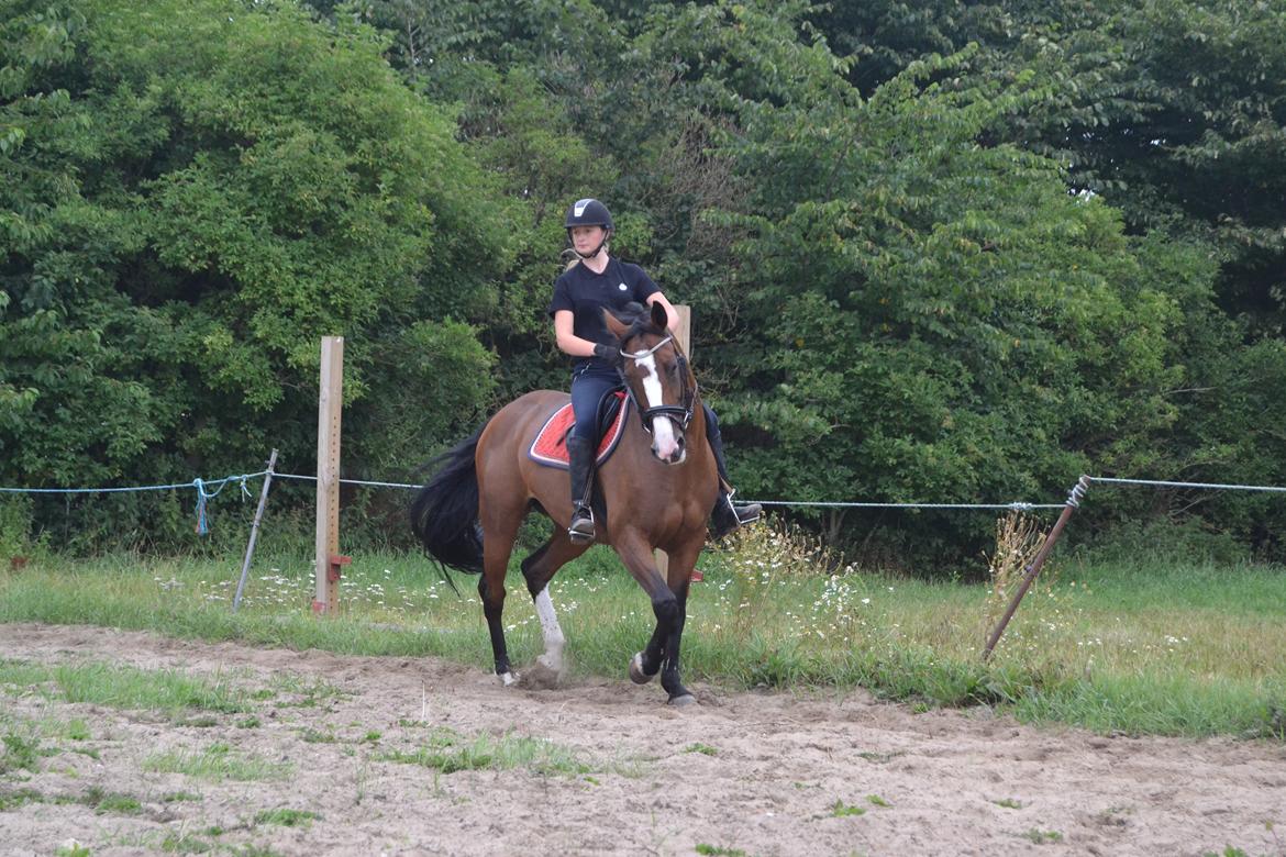 Hollandsk Varmblod Zorbella - Hesten er fin, men jeg har flyvearme. billede 9