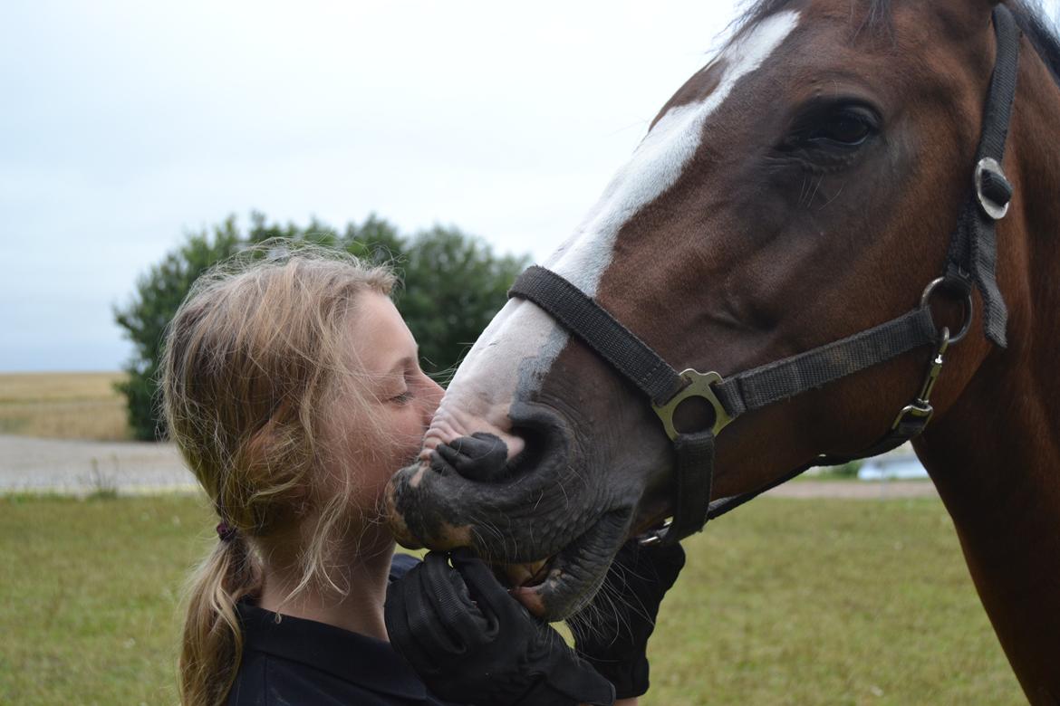 Hollandsk Varmblod Zorbella - Awwww billede 16