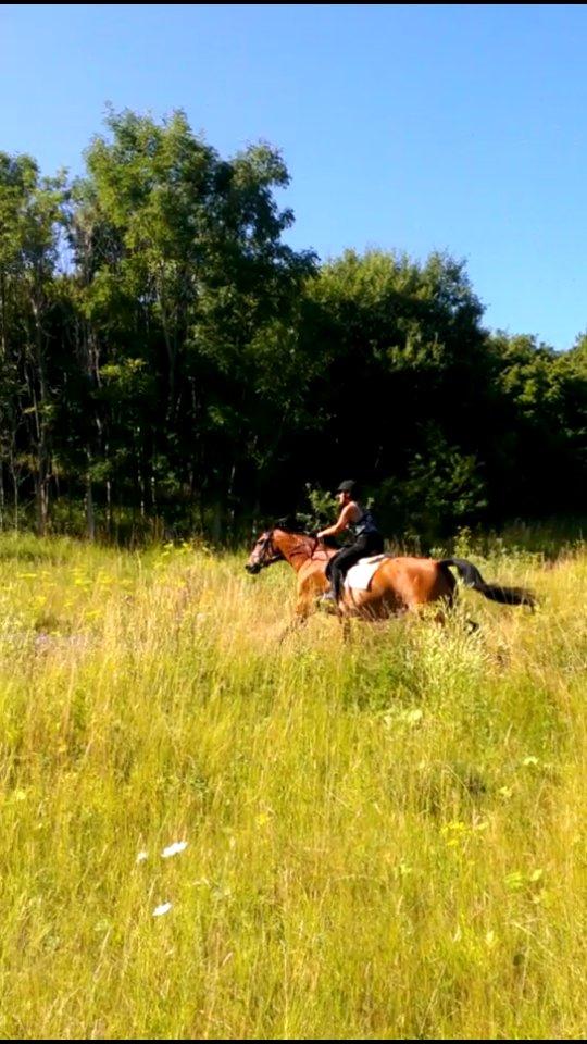 Anden særlig race Mekka - Dejlig galop tur i hedeland :) billede 23