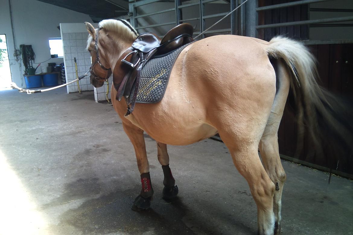 Fjordhest tronelunds sandre - gammelt billede hun er tyndere nu  billede 3