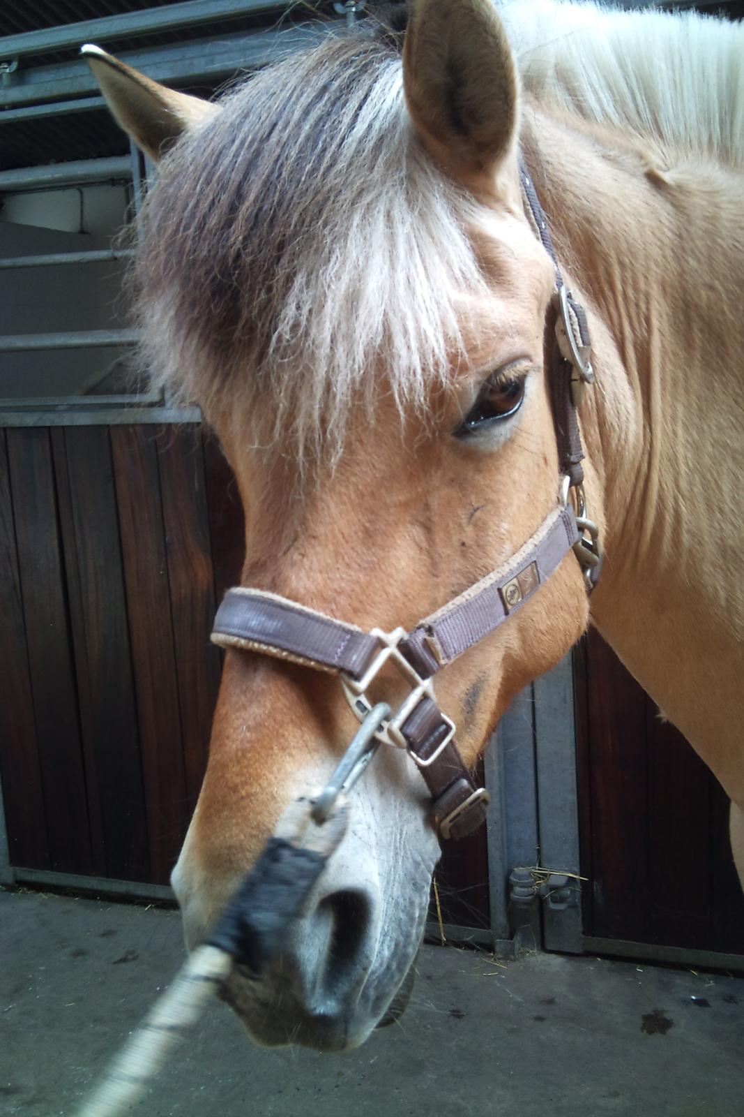 Fjordhest tronelunds sandre - score blikket som virker hver gang <3 billede 4