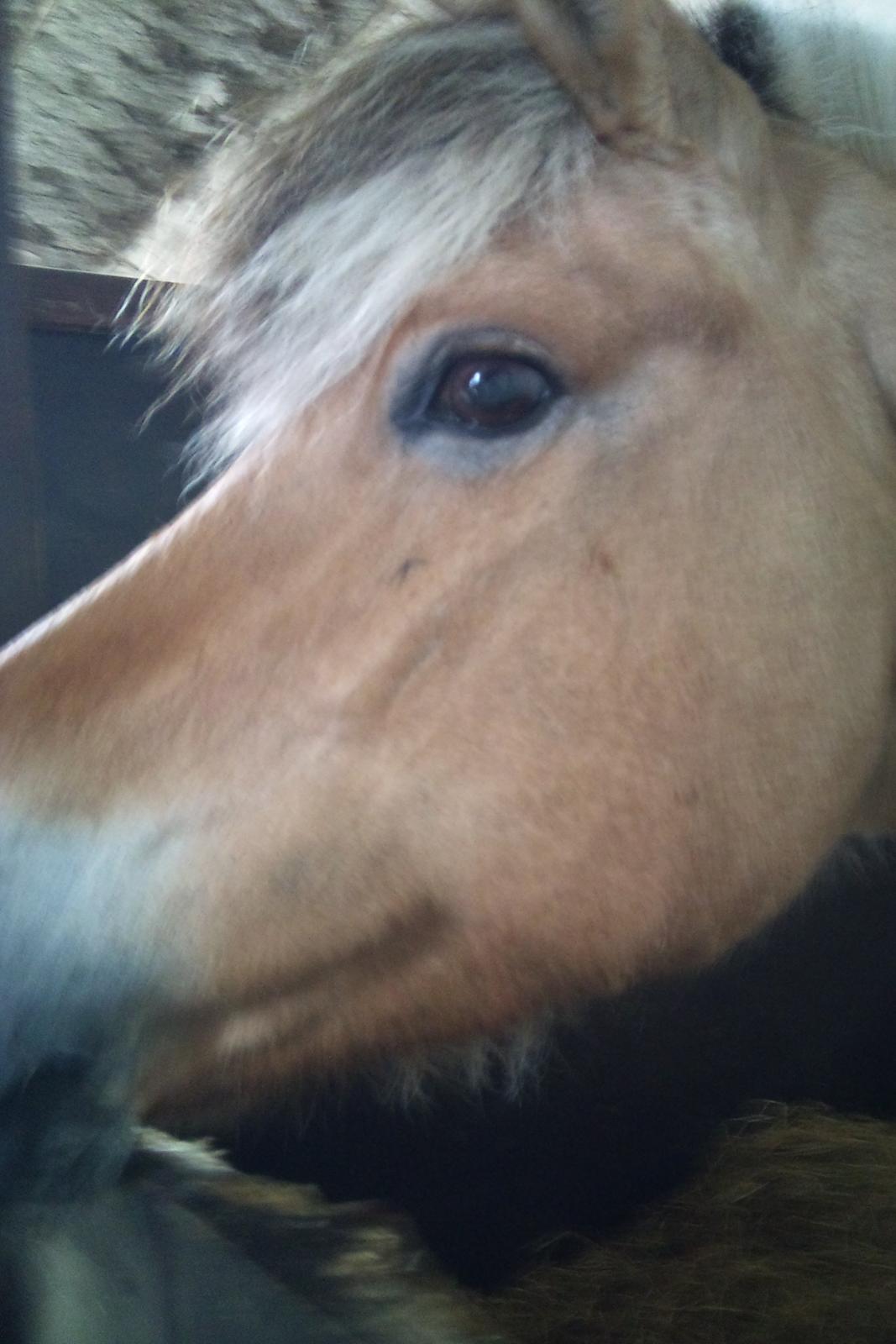 Fjordhest tronelunds sandre - kønne ponse  billede 5