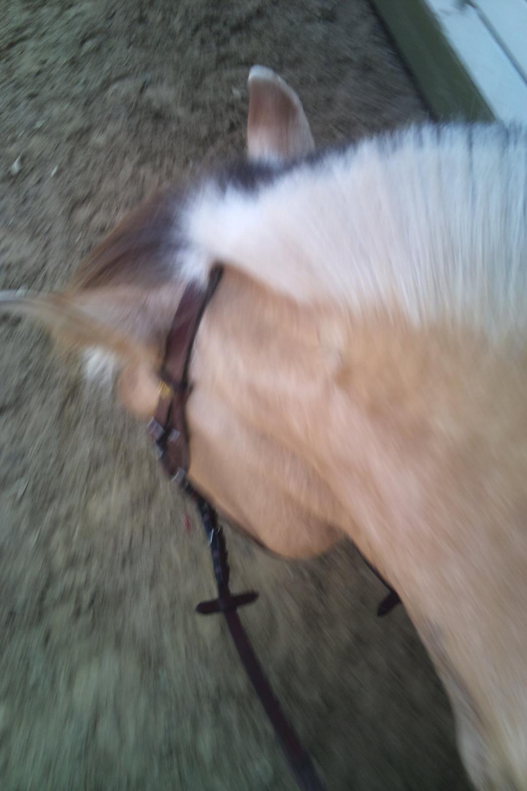 Fjordhest tronelunds sandre - jeg kalder hende giraffen hesten med den lange hals hihi billede 6