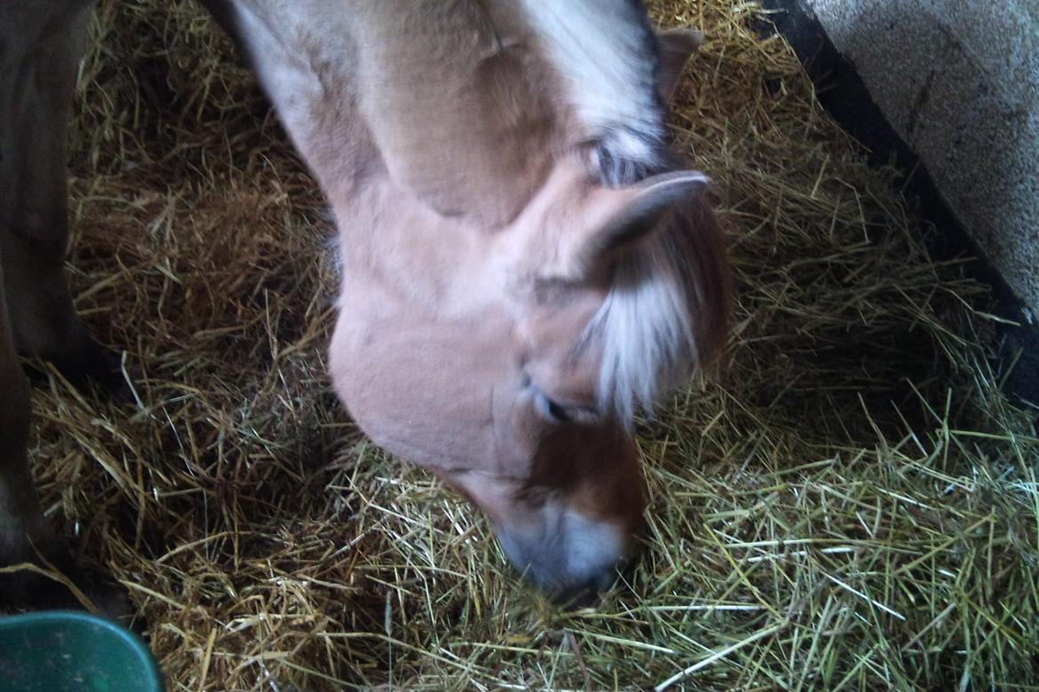 Fjordhest tronelunds sandre - æde dolk <3 billede 7