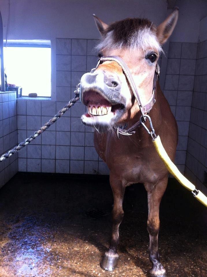 Fjordhest tronelunds sandre - vi er ved at lære at smile <3 hun er ved at være god billede 1