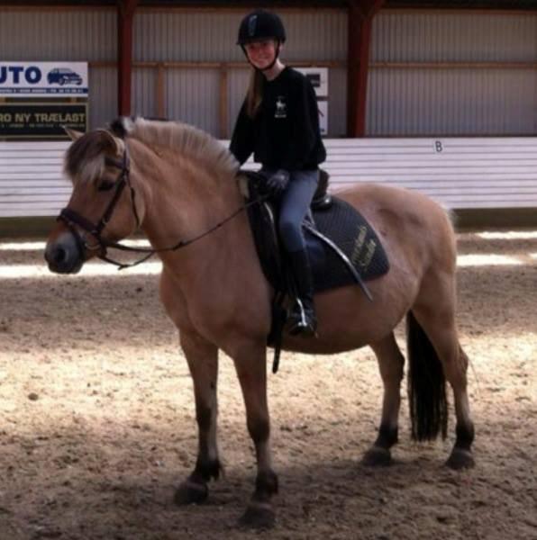 Fjordhest tronelunds sandre - første gang vi red sammen <3 billede 2