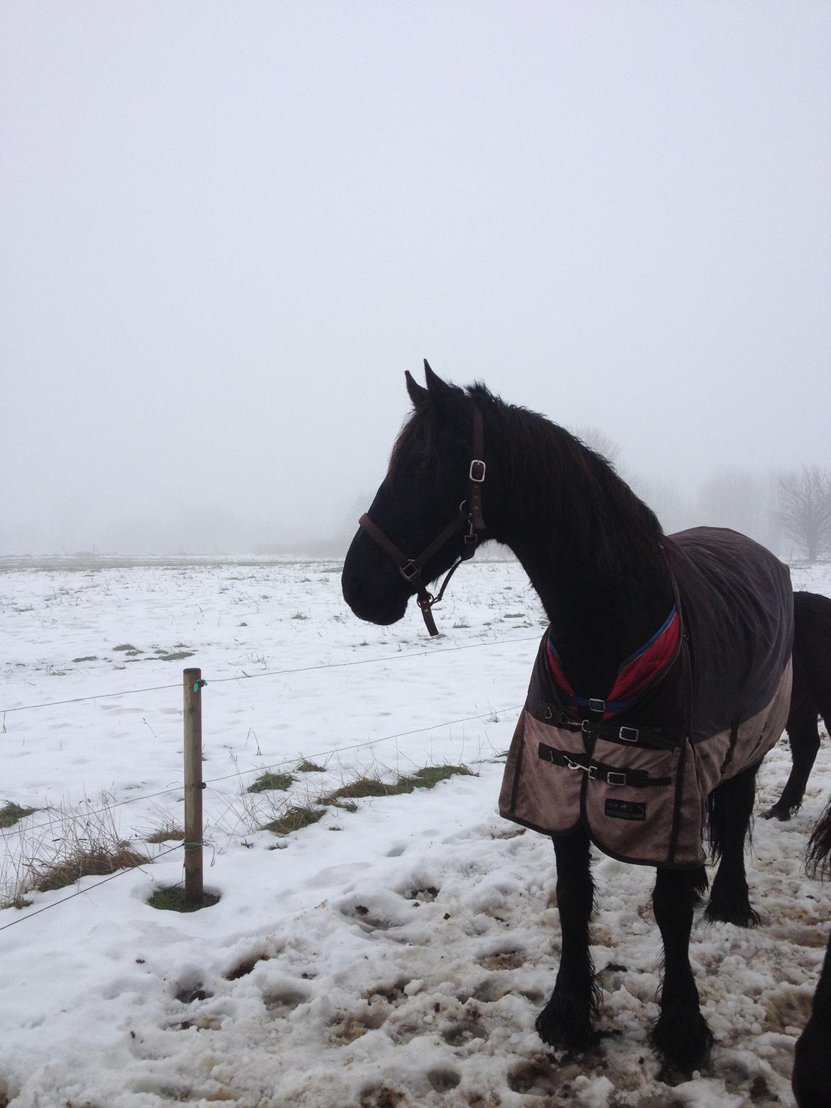 Frieser Geartsje Tjimske K. billede 7