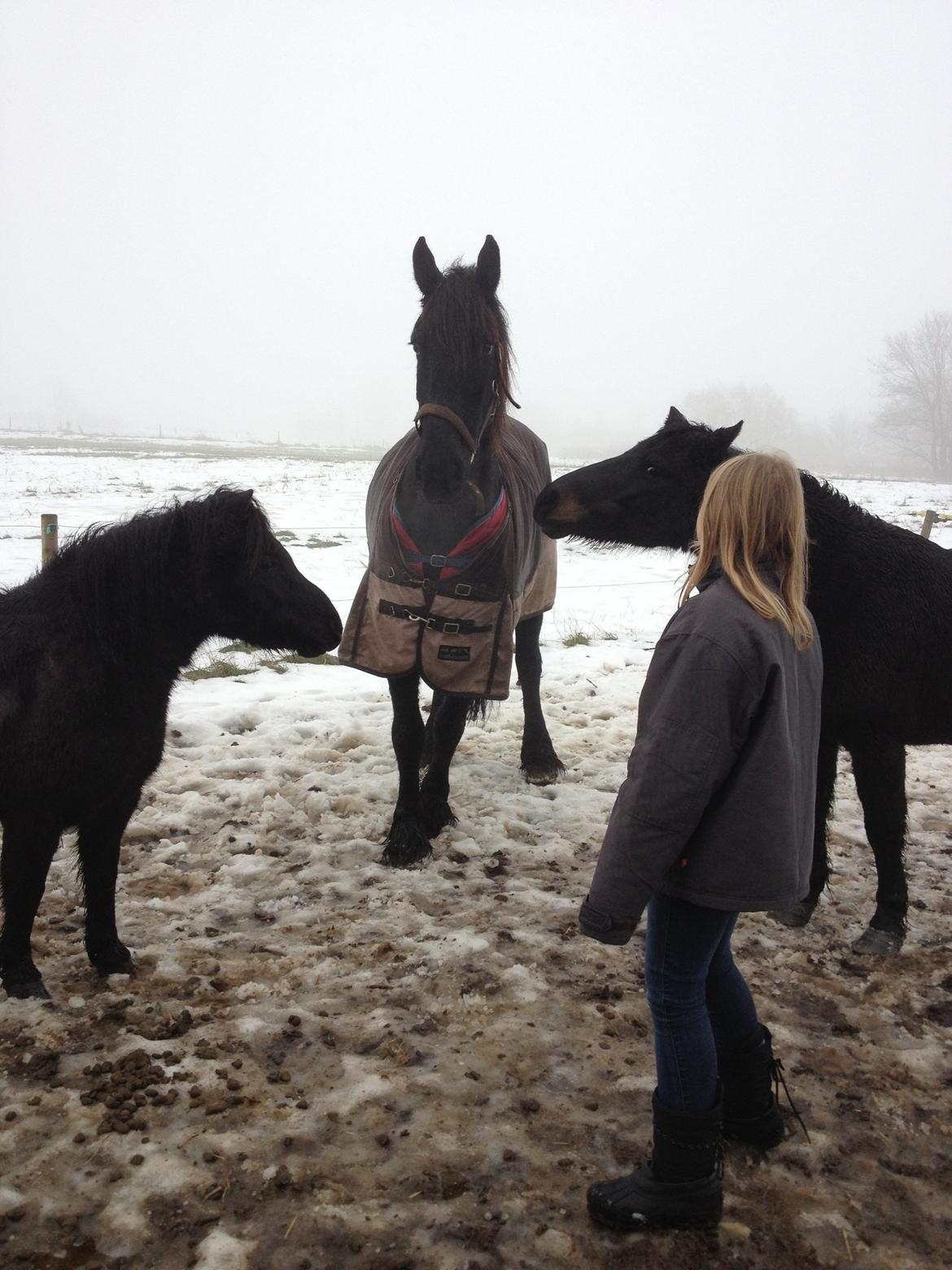 Frieser Geartsje Tjimske K. billede 13