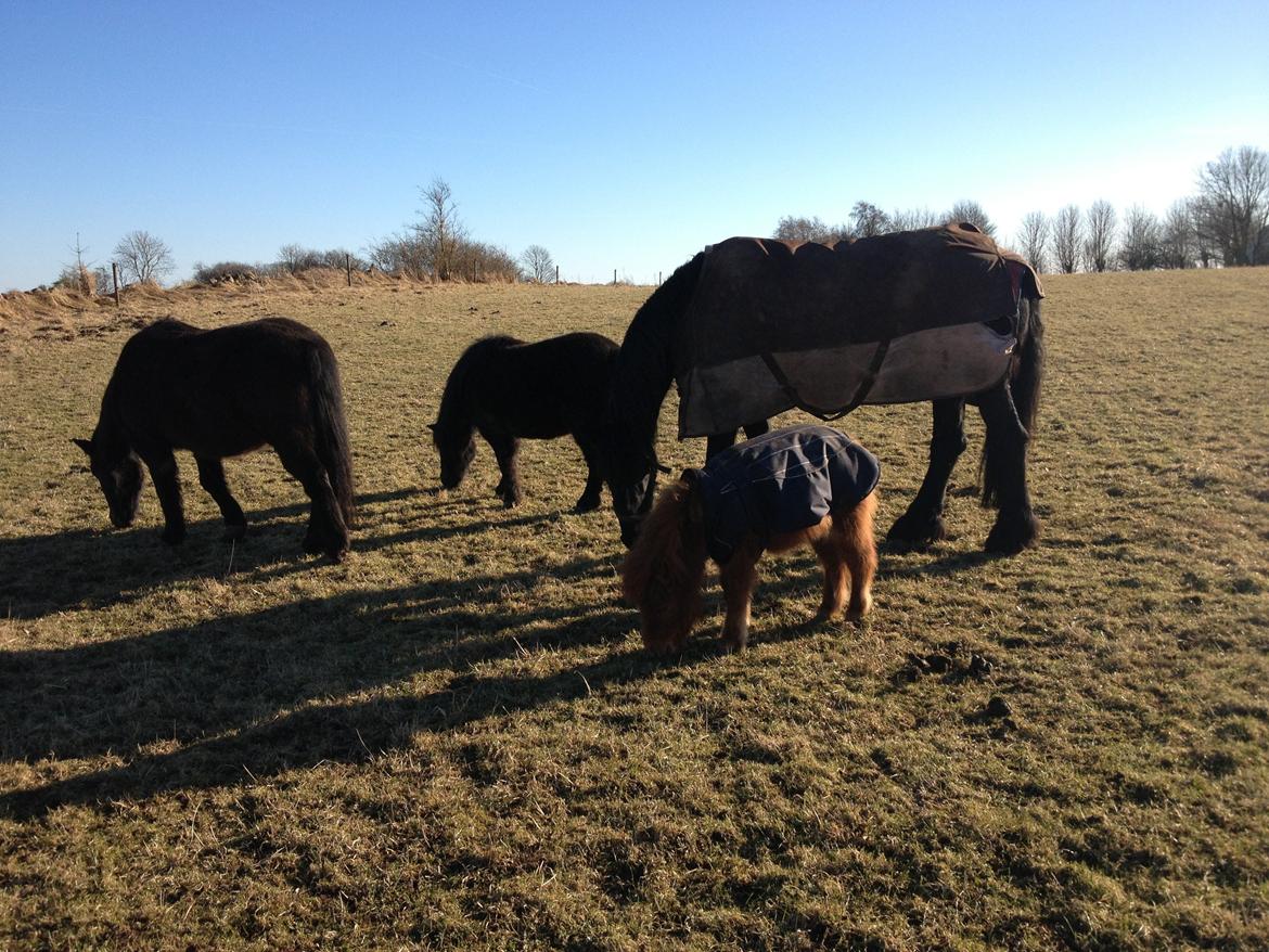 Frieser Geartsje Tjimske K. billede 14