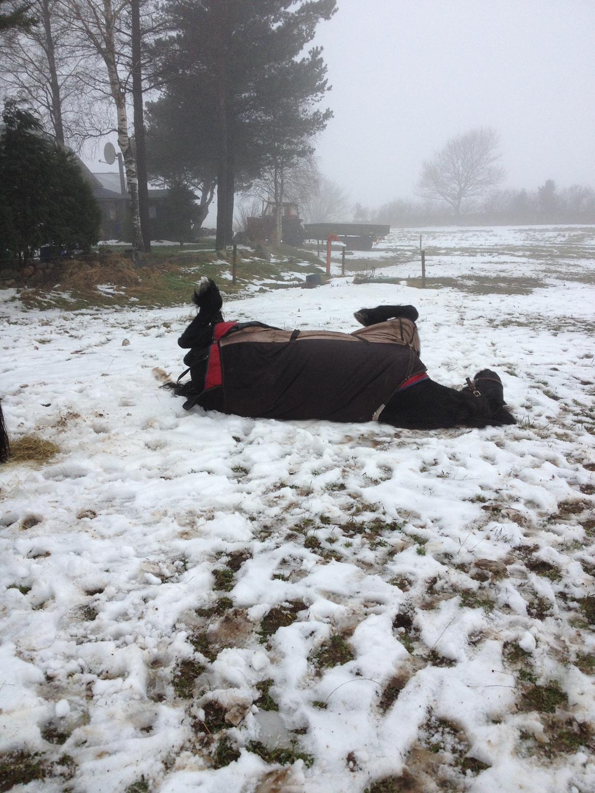 Frieser Geartsje Tjimske K. billede 15