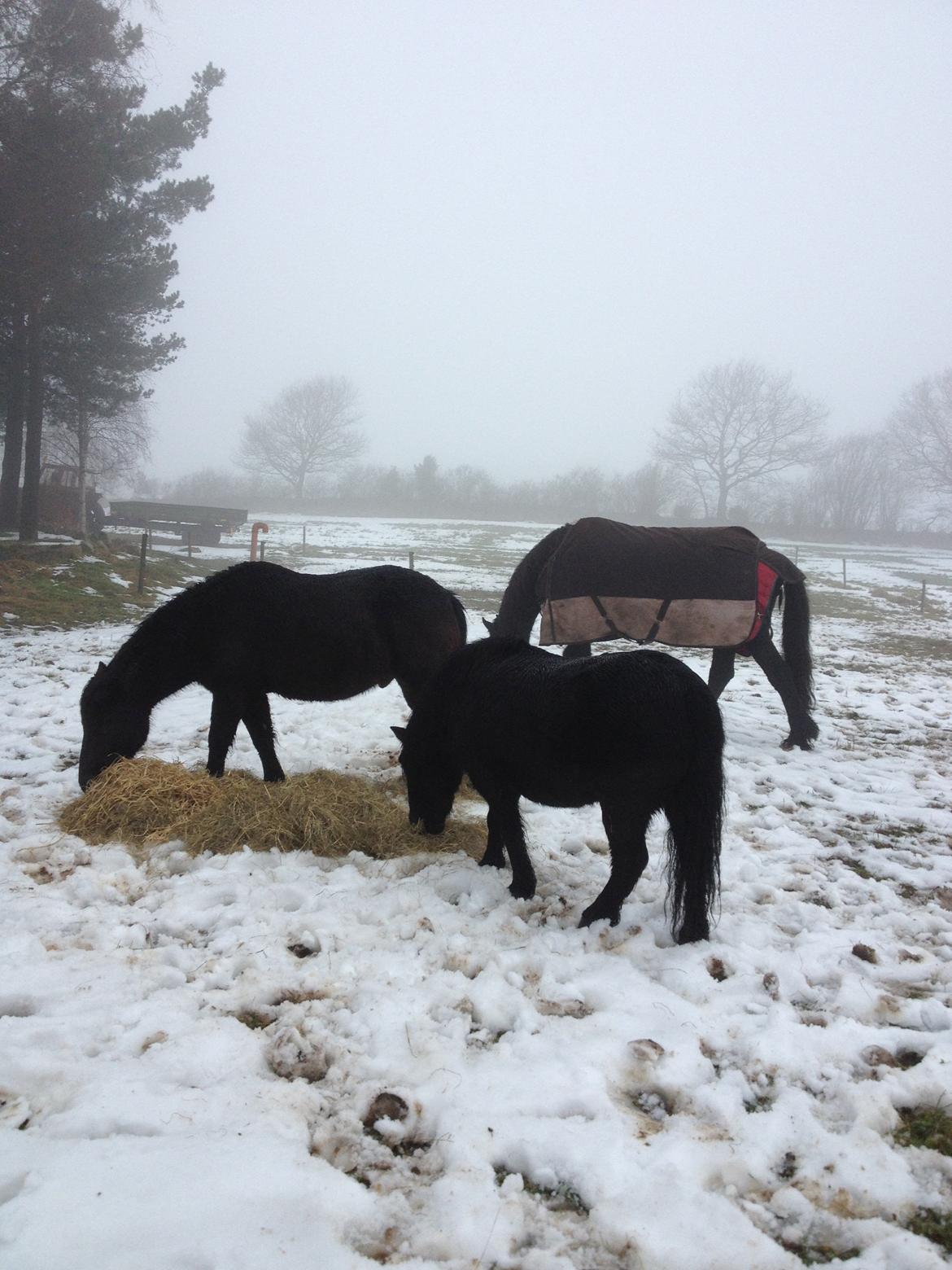 Frieser Geartsje Tjimske K. billede 16