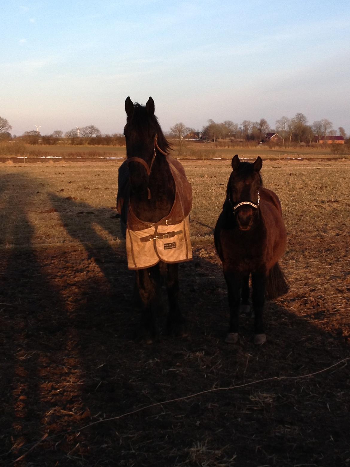 Frieser Geartsje Tjimske K. billede 17