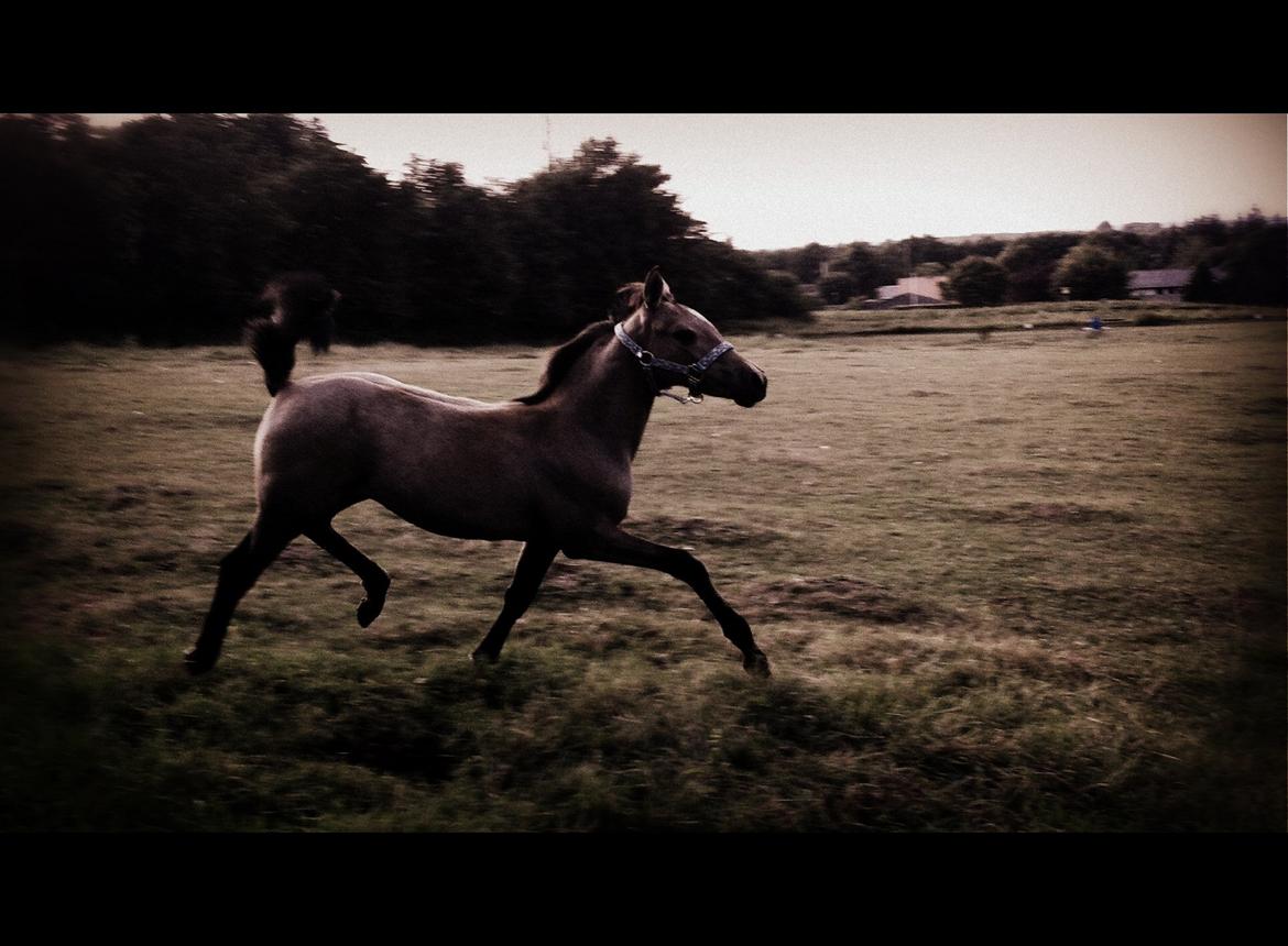 Anden særlig race Amigo billede 2
