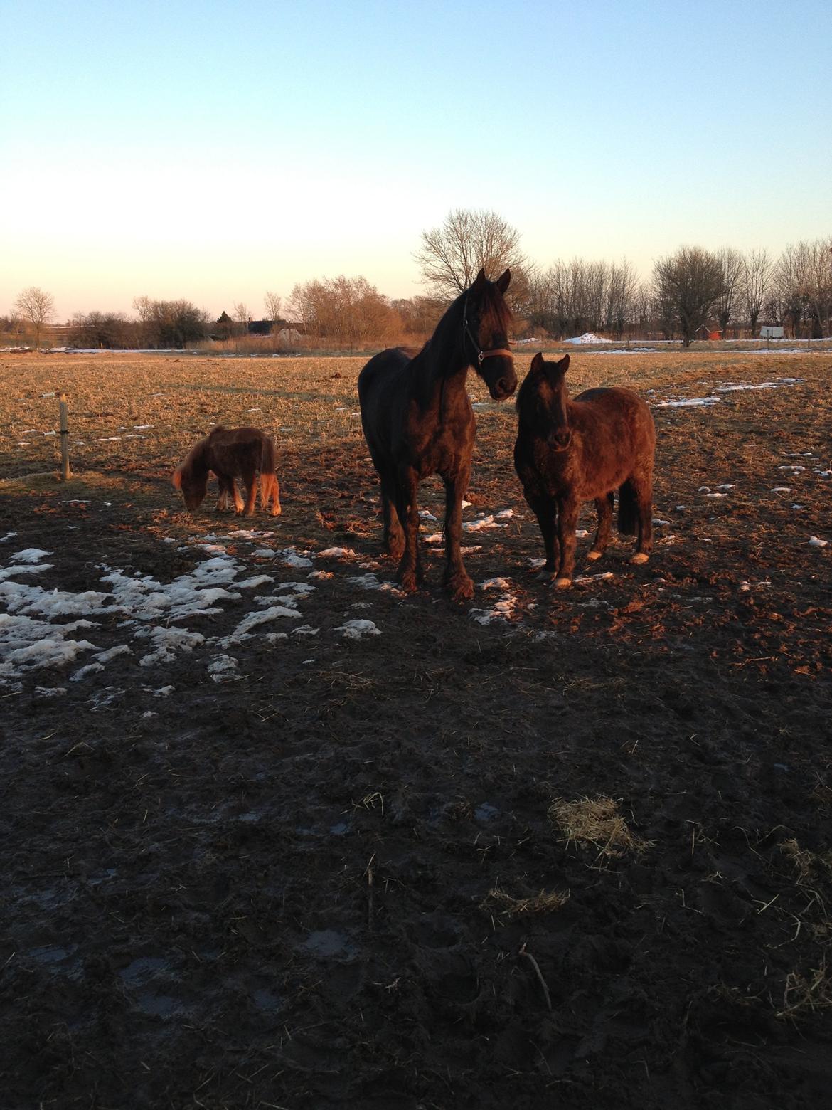 Frieser Geartsje Tjimske K. billede 18