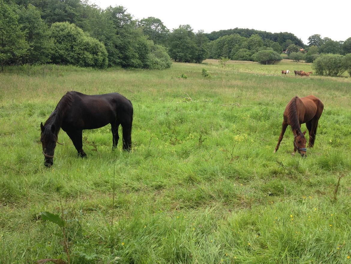 Frieser Geartsje Tjimske K. billede 6