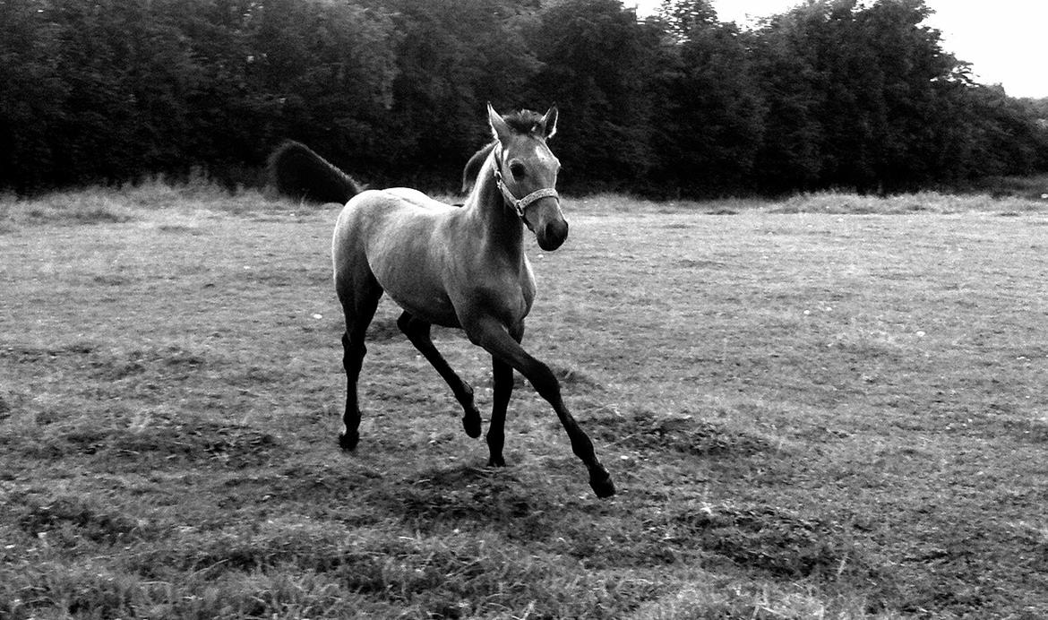 Anden særlig race Amigo billede 3