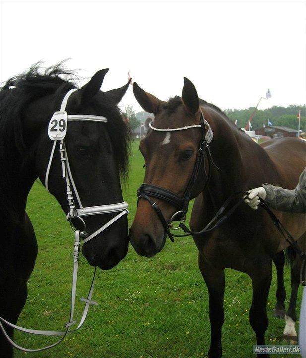 Frieser Gemke W - Koen og Gemken <3 billede 29