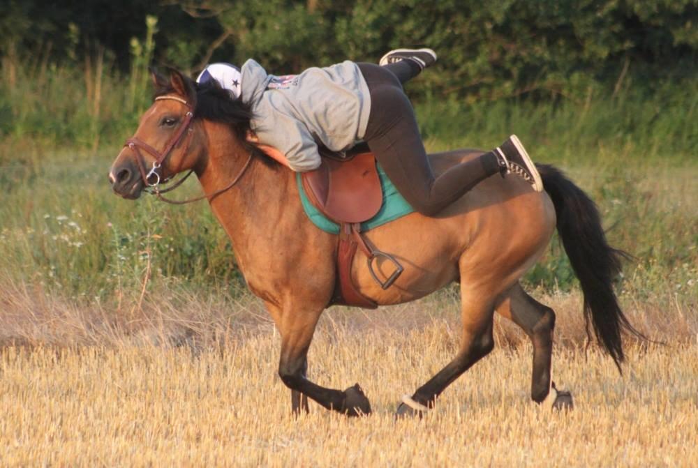 Hollandsk Sportspony Jasmijn - Ophop på marken 01-08-2013 billede 3