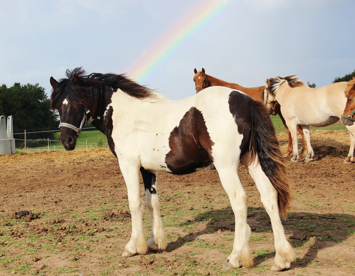 Irish Cob Crossbreed Skovperlens Sirius - Dér hvor regnbuen ender! 
1. august '13 billede 17