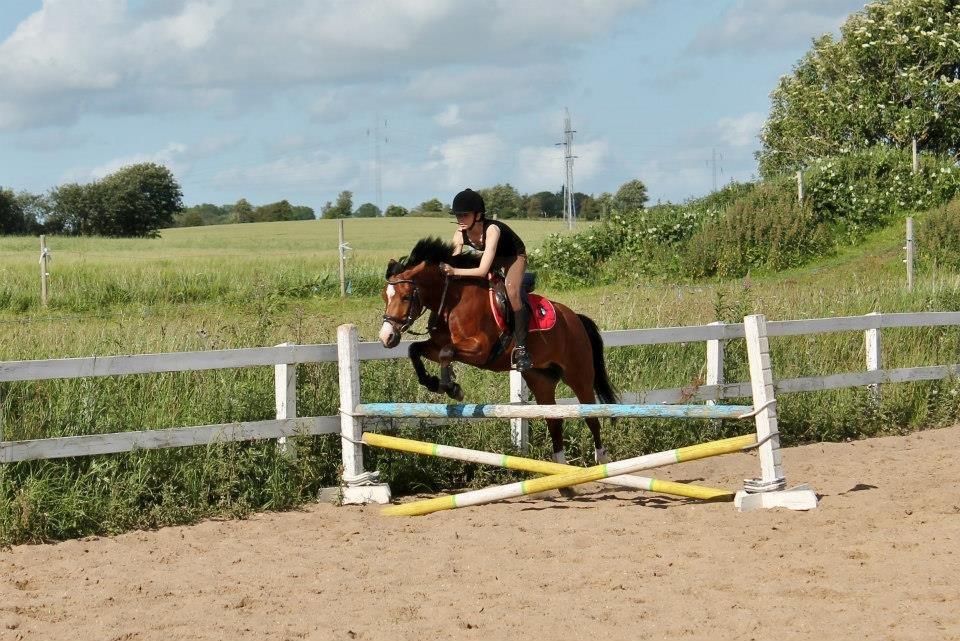 Anden særlig race Miranda *Muffin* - første plads i svær spring på stjernen. fra ridelejr <3 70 cm tror jeg.. billede 6