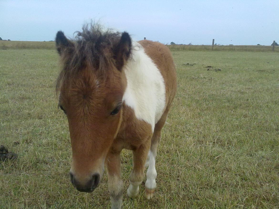 Miniature aka Gumle billede 5