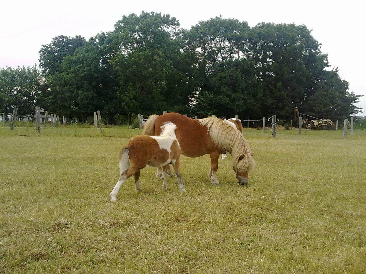 Miniature aka Gumle billede 9