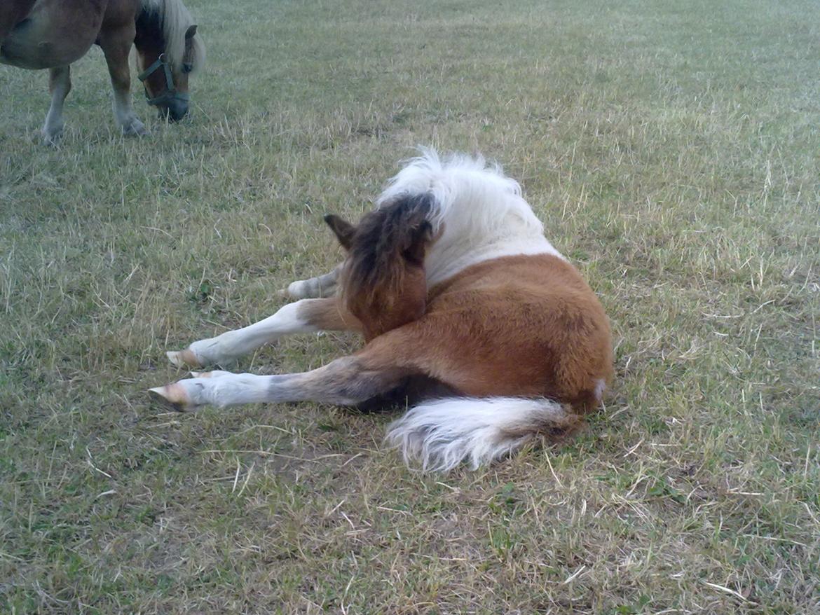 Miniature aka Gumle billede 10