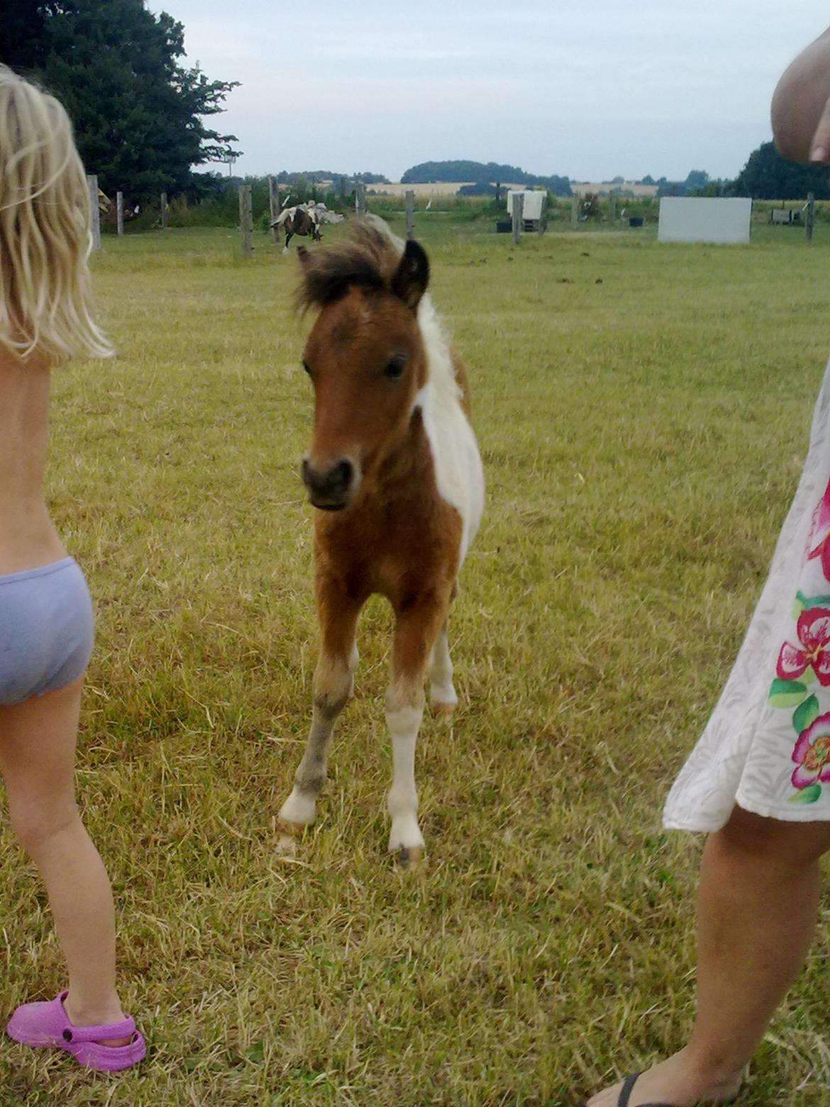 Miniature aka Gumle billede 12