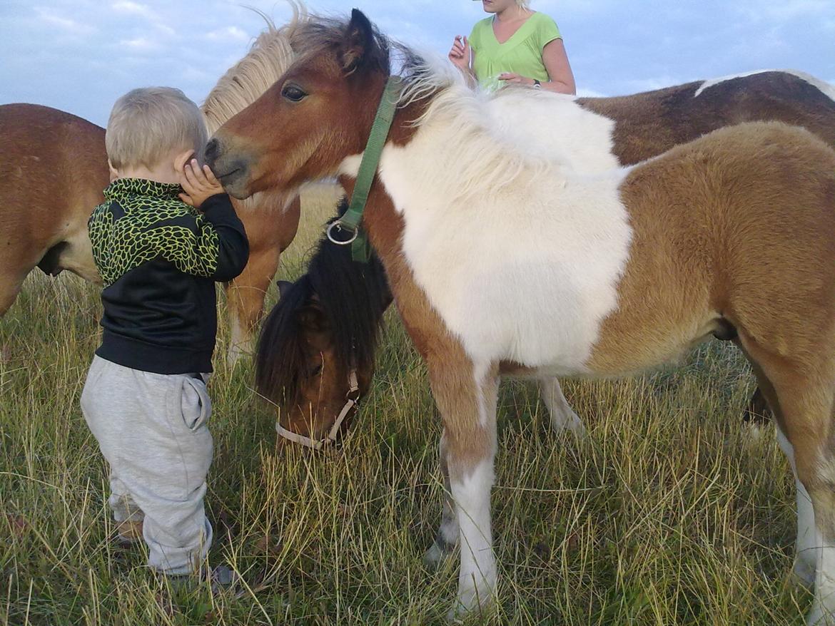 Miniature aka Gumle billede 14