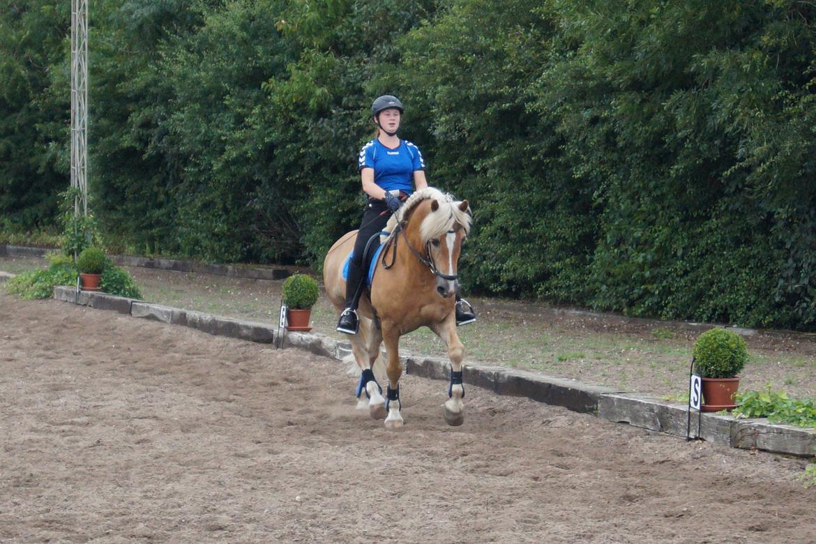 Tyroler Haflinger Story billede 23