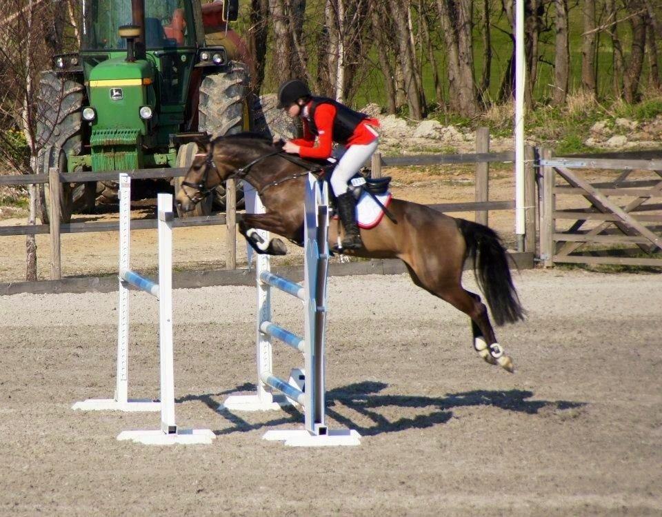 Hollandsk Sportspony Bassy A-pony  billede 6